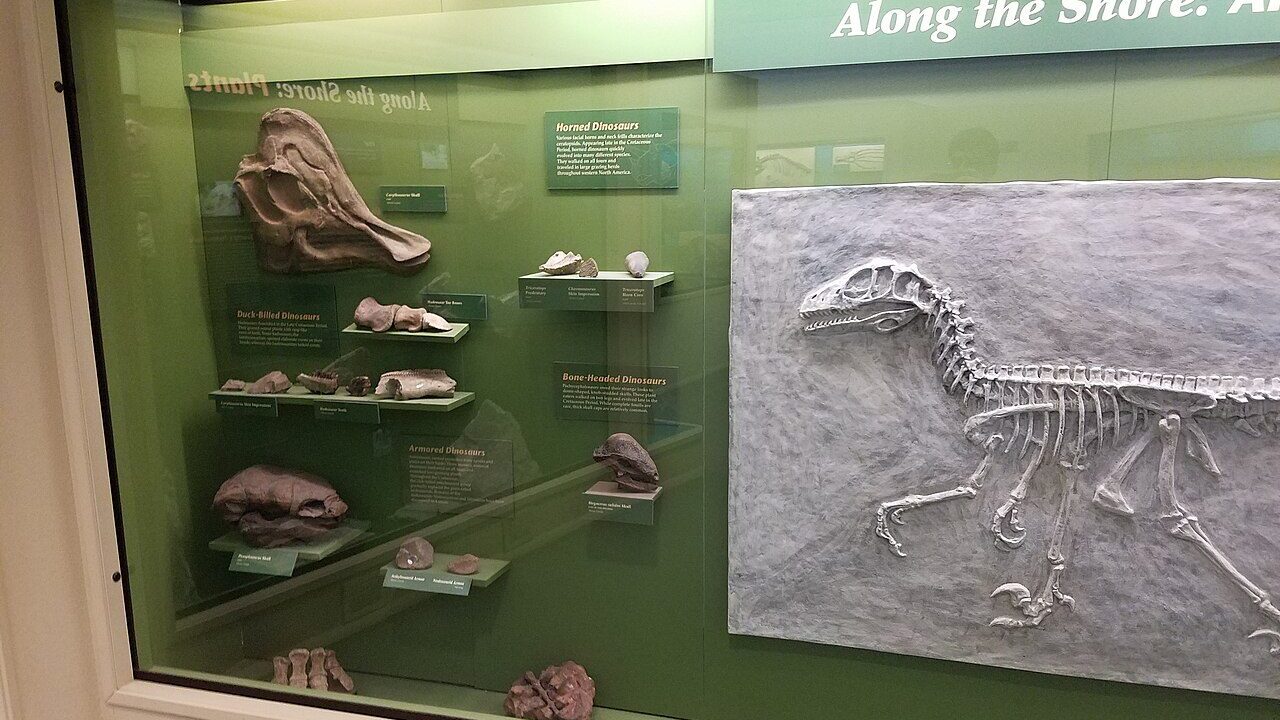 A fossil exhibit in a natural history museum
