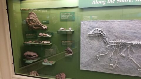 A fossil exhibit in a natural history museum