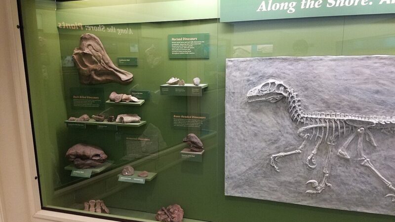 A fossil exhibit in a natural history museum